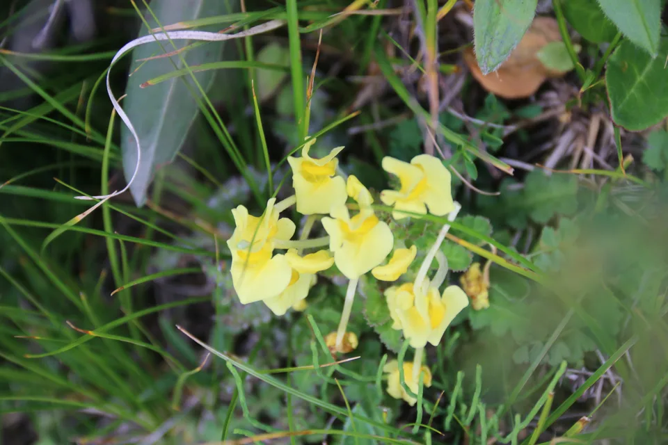 管状长花马先蒿