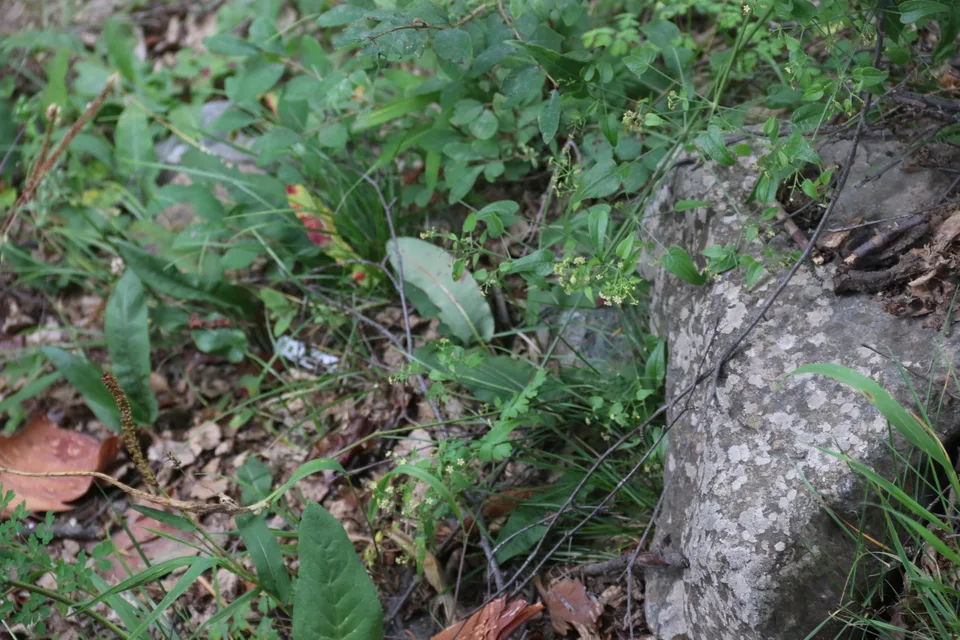 茜草，影像编号 media-20260729-0151